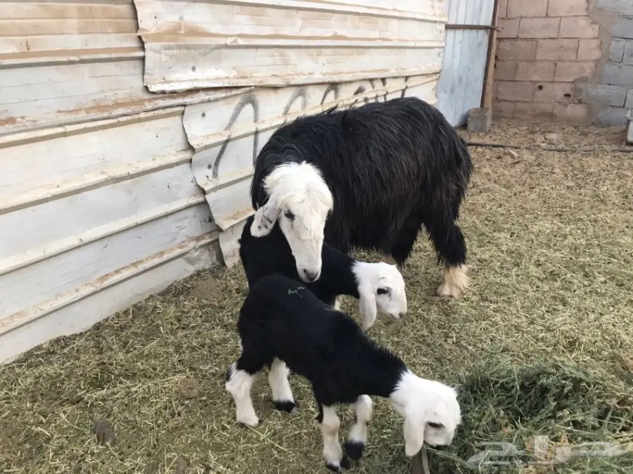 نعجه نجديه تحتها خروف ورخل (image 1)