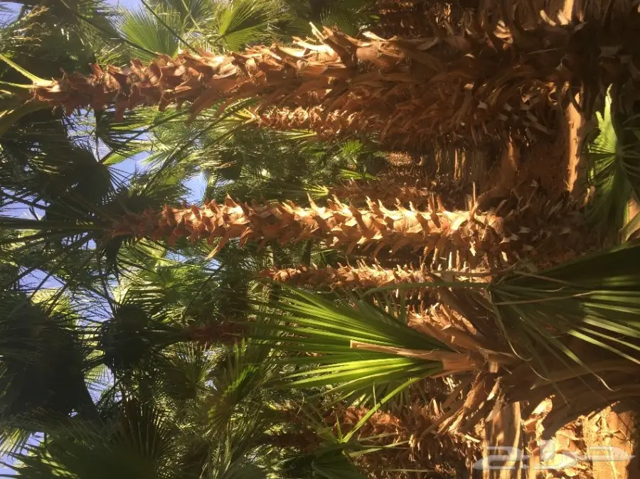 نخل واشنطونيا مع التوصيل  (image 1)