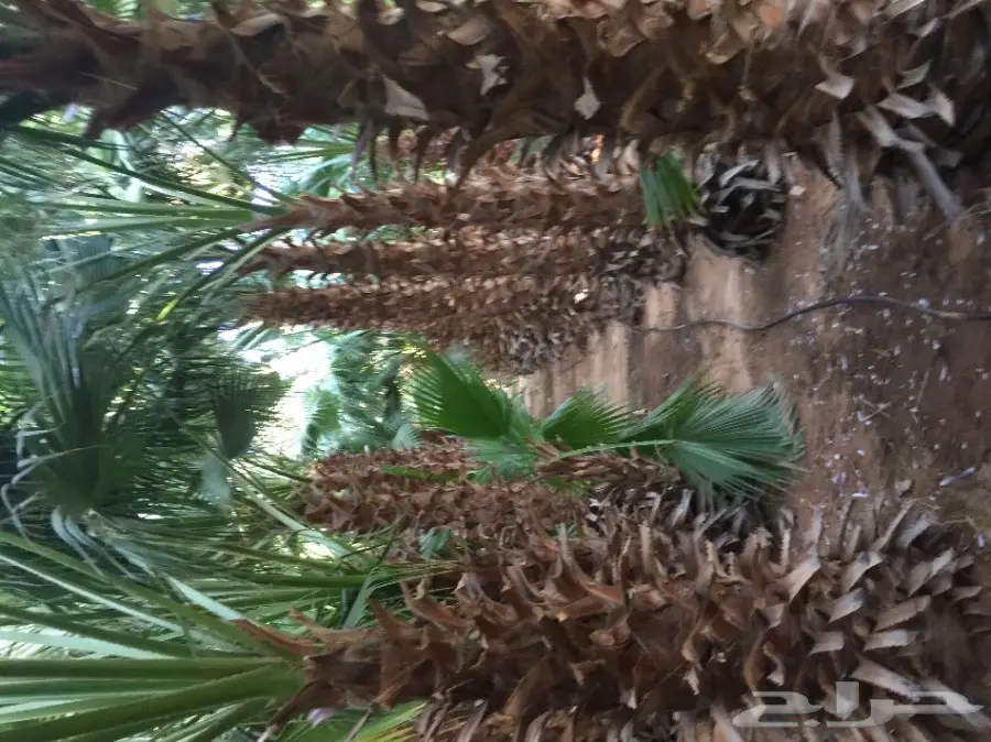 نخل واشنطونيا مع التوصيل  (image 4)