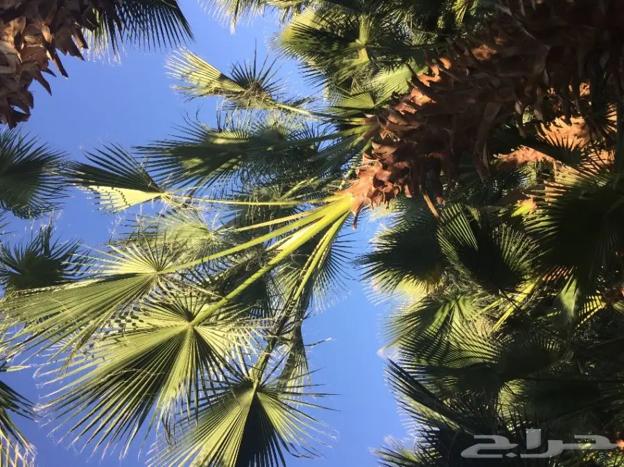 نخل واشنطونيا مع التوصيل  (image 6)