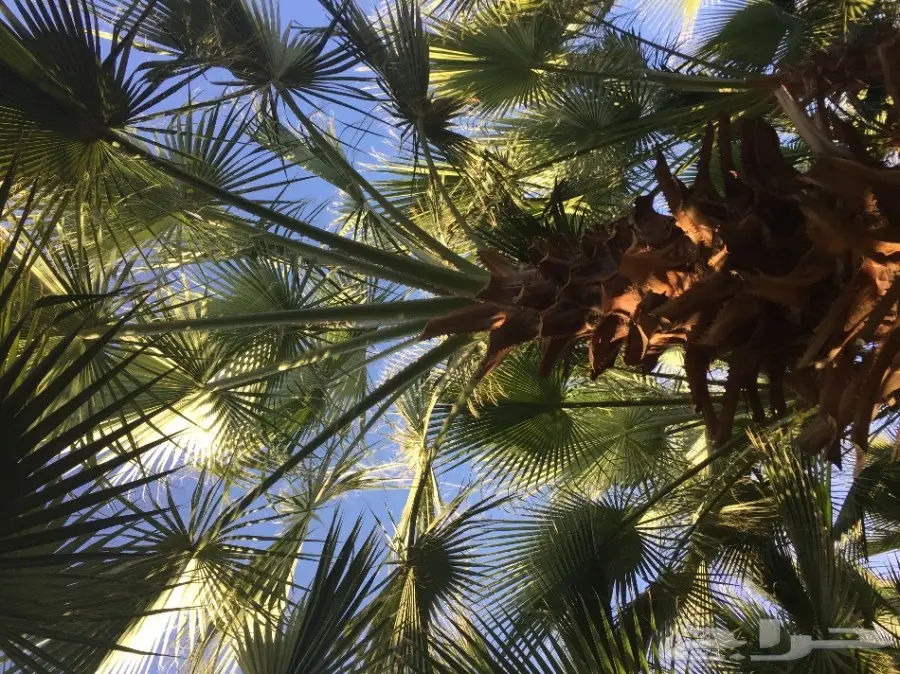 نخل واشنطونيا مع التوصيل  (image 7)