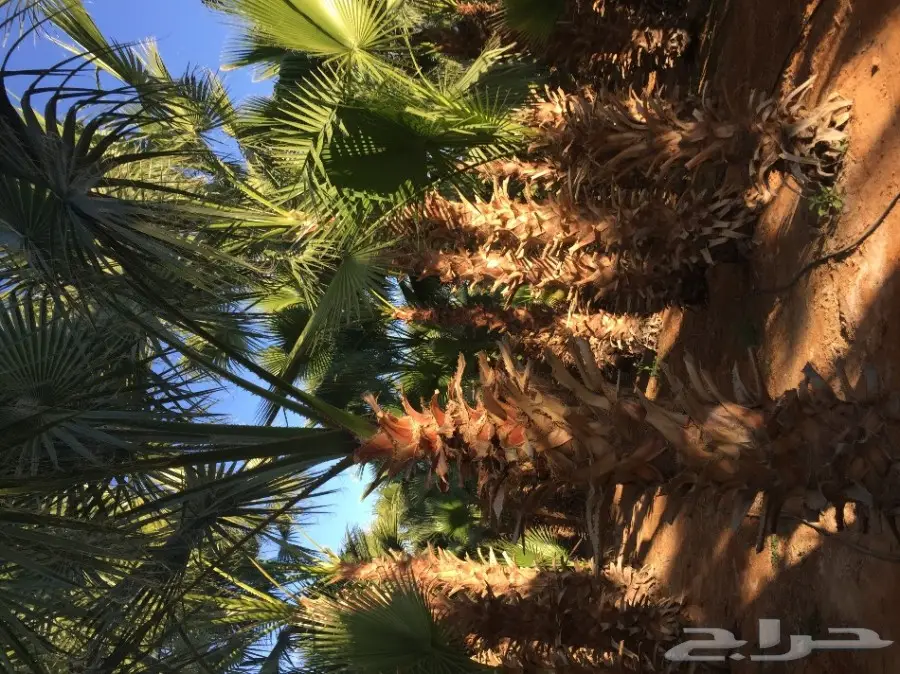 نخل واشنطونيا مع التوصيل  (image 8)