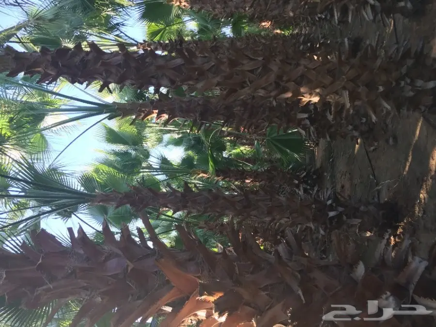 نخل واشنطونيا مع التوصيل  (image 11)