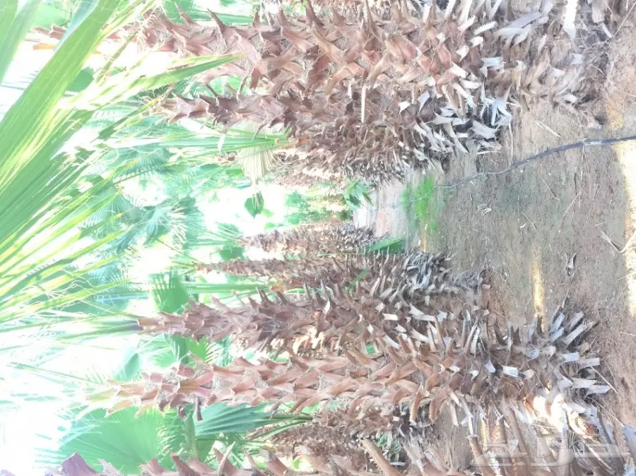 نخل واشنطونيا مع التوصيل  (image 12)