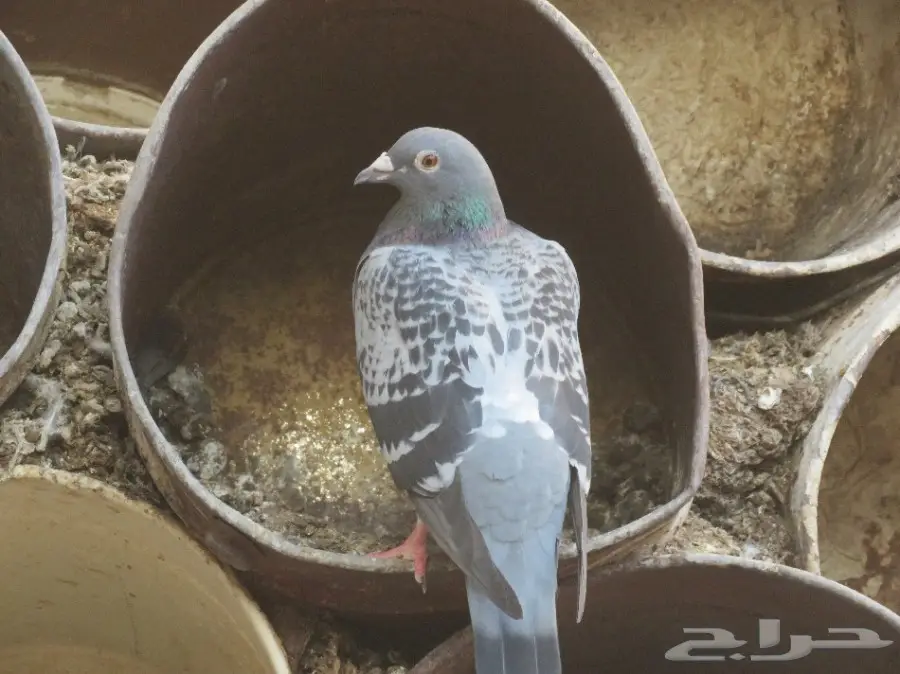 للبيع حمام زاجل 5 أجواز  (image 4)