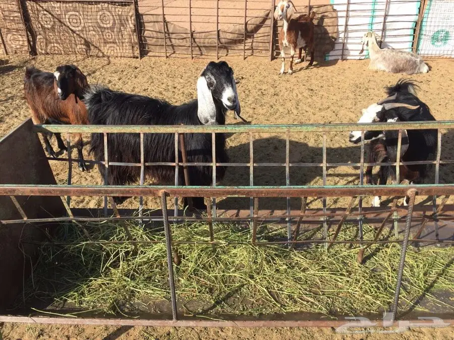 للبيع ماعز العداد 50 راس (image 1)