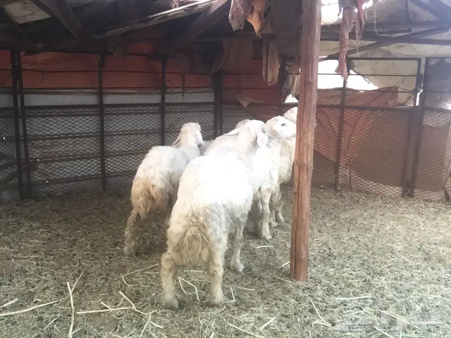  طليان للبيع (image 7)