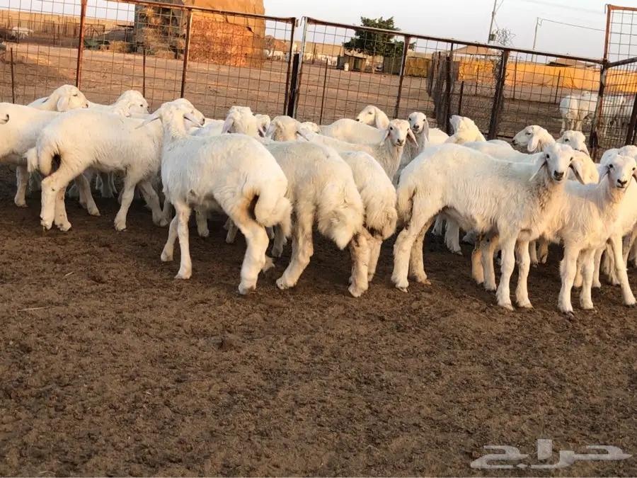 ذبايح طيبه  الطايف  الواصليه (image 8)