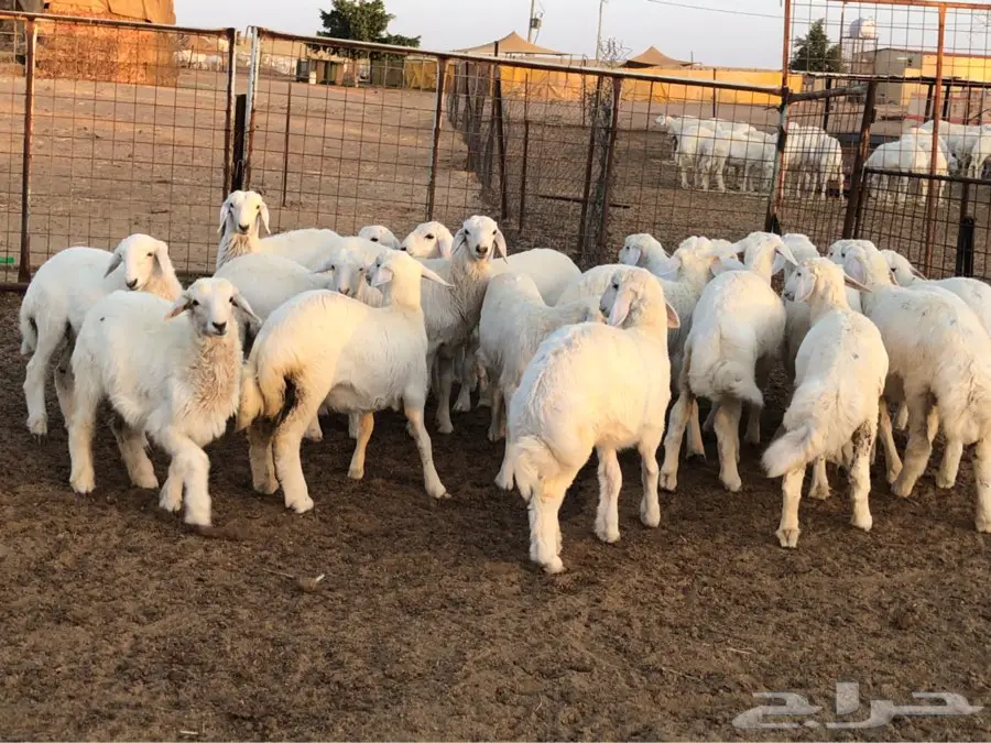 ذبايح طيبه  الطايف  الواصليه (image 3)