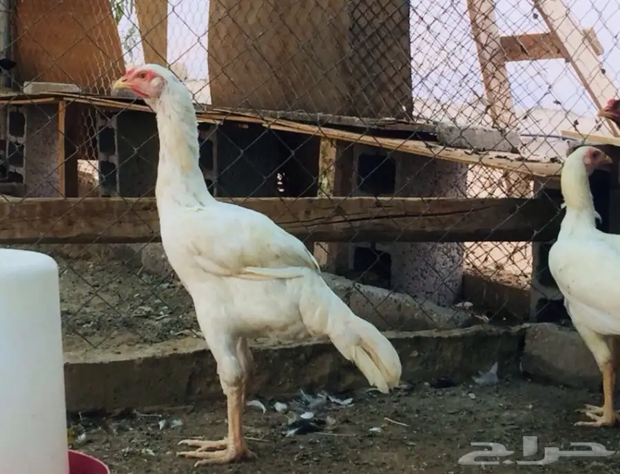 دجاج باكستاني  (image 1)