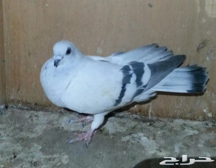 حمام سوري  (image 2)