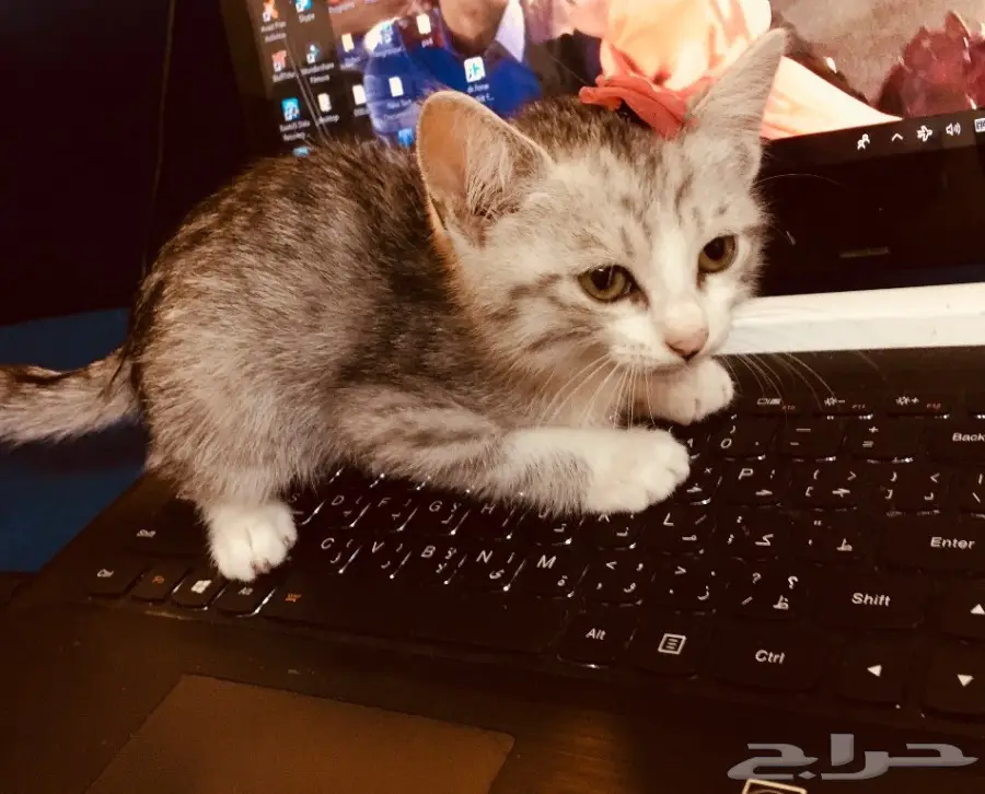 قط للبيع 200 ريال (image 1)