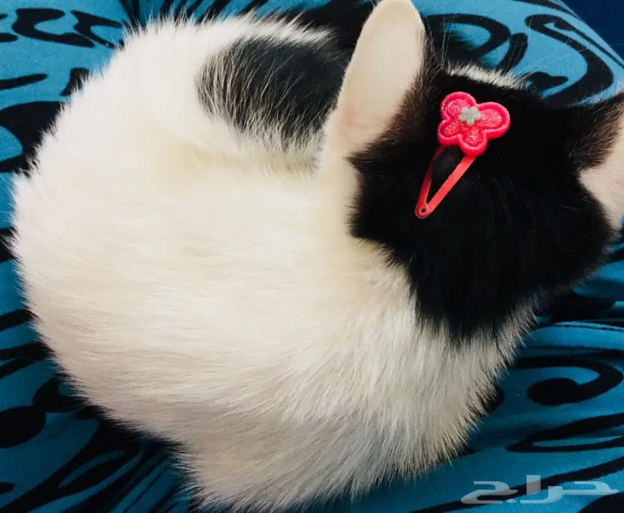 قطة رومي 200 ريال (image 7)