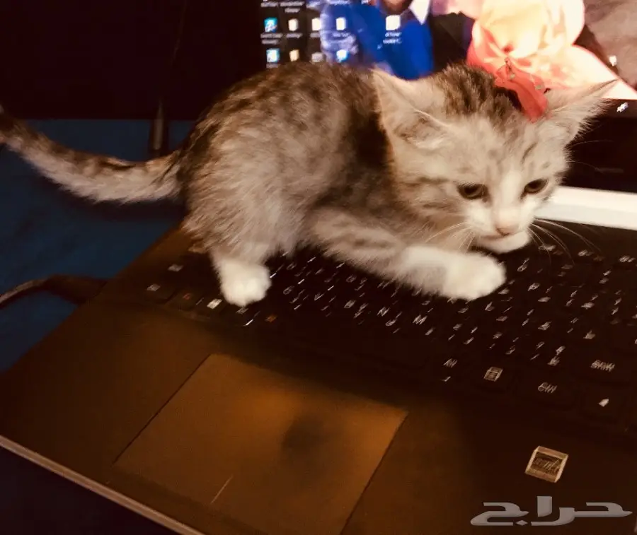 قط للبيع 200 ريال (image 2)