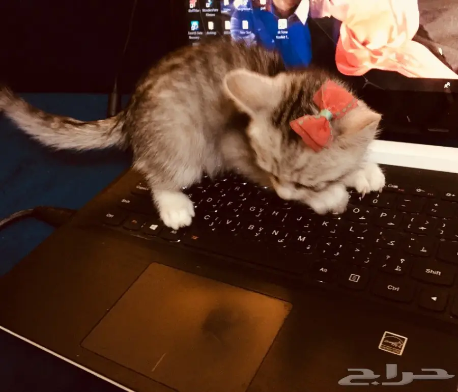 قط للبيع 200 ريال (image 3)