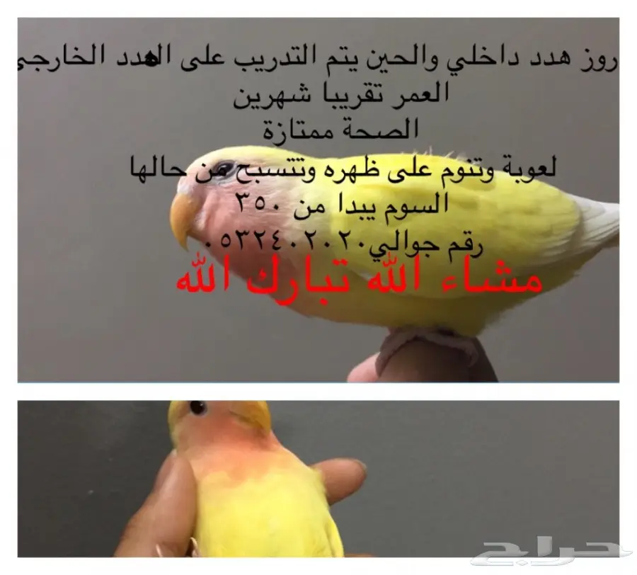 للبيع روز 
