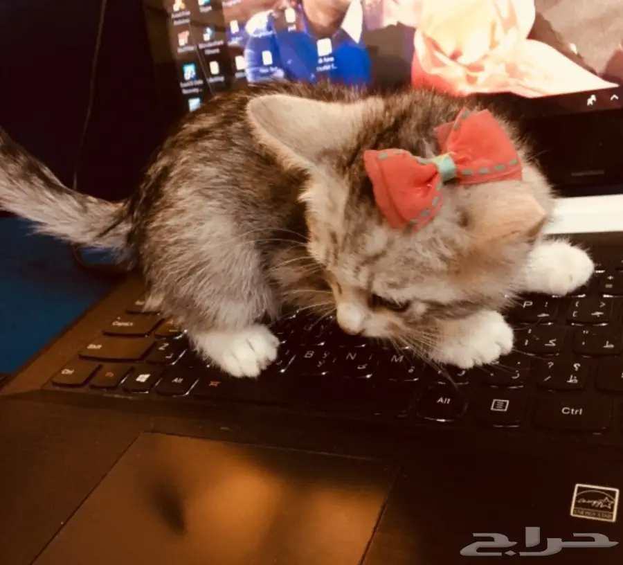 قط للبيع 200 ريال