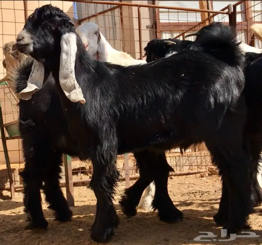 مشروع فحل على رنج (image 1)