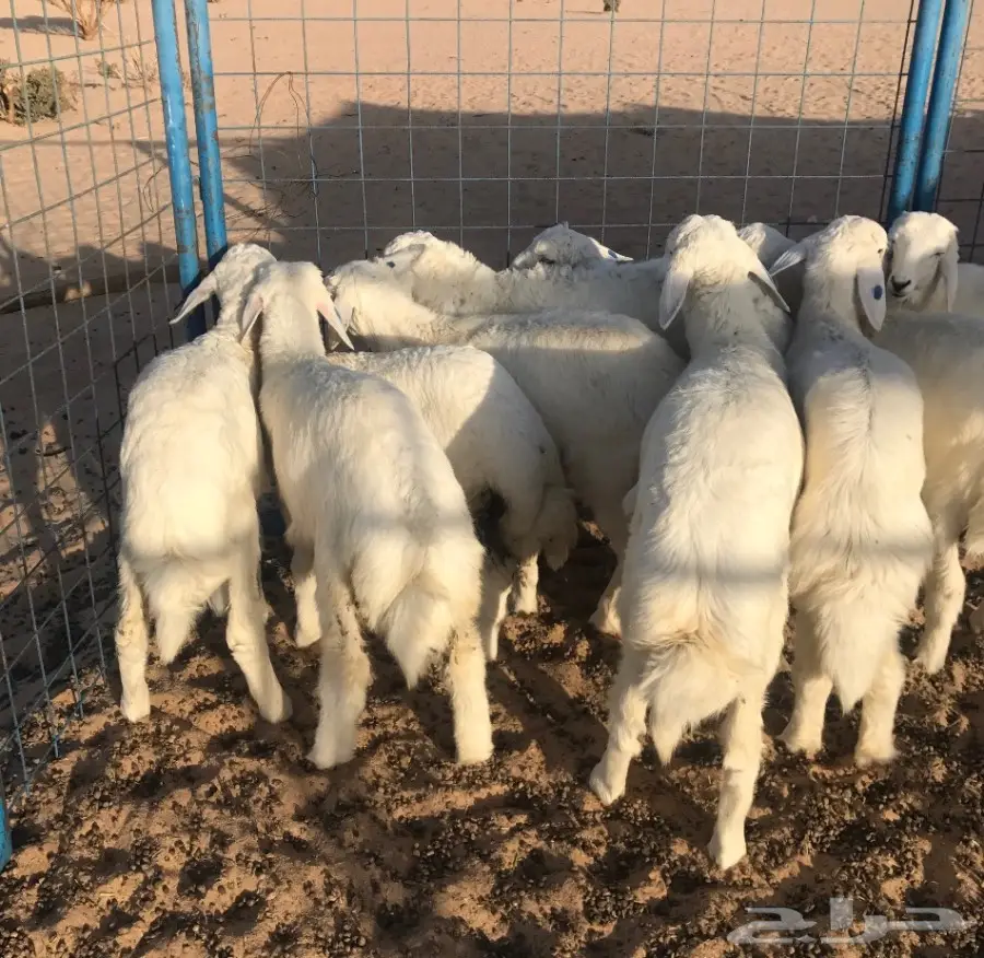 طليان ورخال  من حلال الطايف للبيع (image 2)