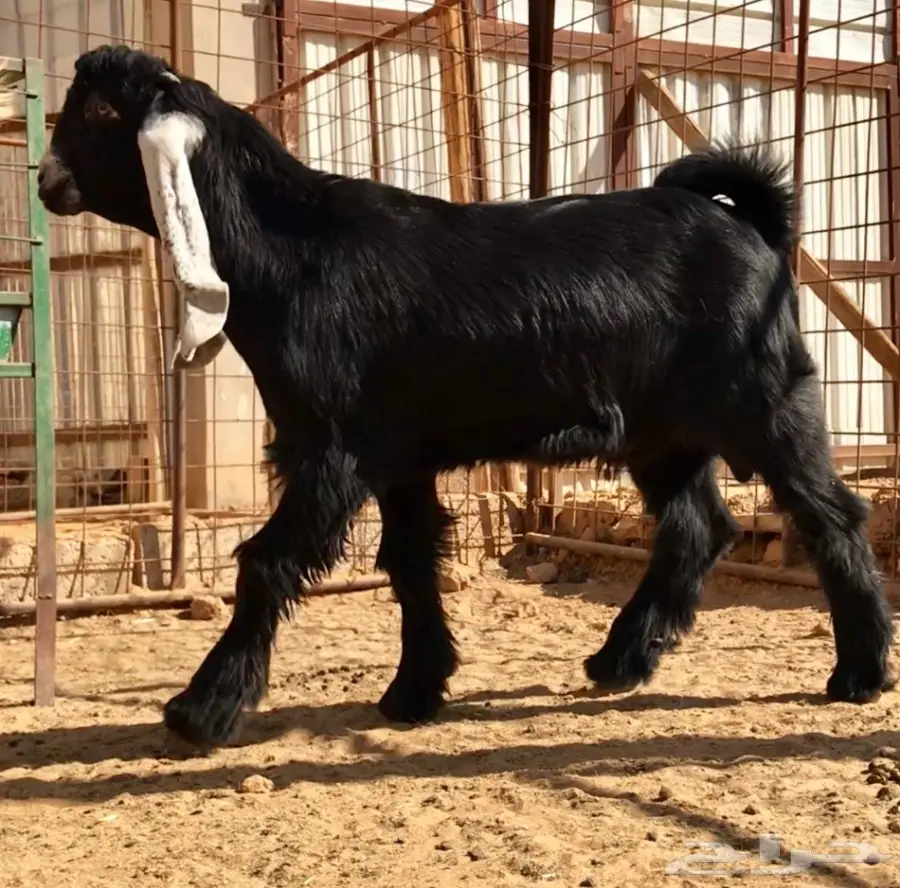 مشروع فحل على رنج (image 8)