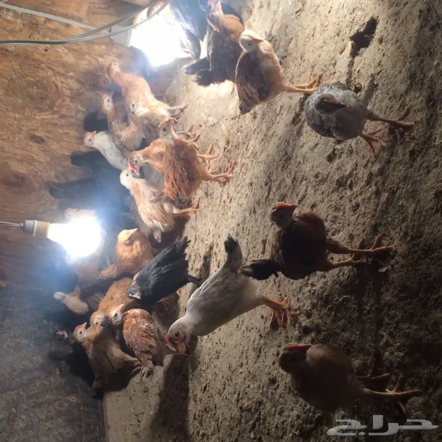 دجاج وسمان للبيع  (image 4)