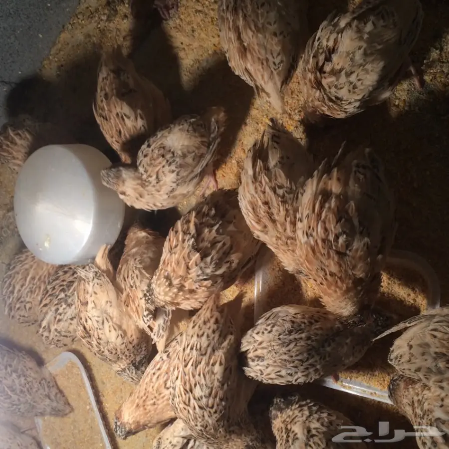 دجاج وسمان للبيع  (image 7)