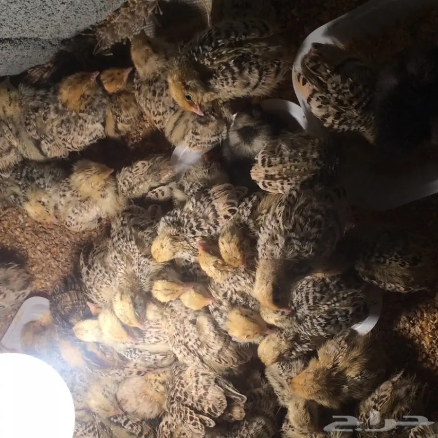 دجاج وسمان للبيع  (image 8)