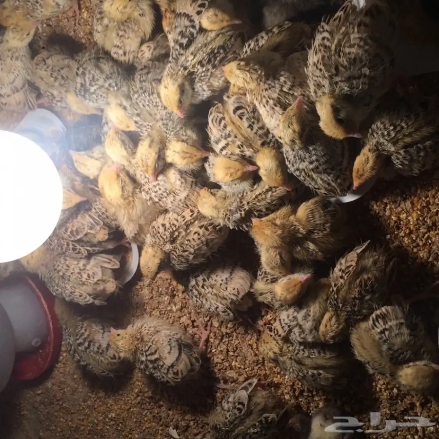 دجاج وسمان للبيع  (image 9)