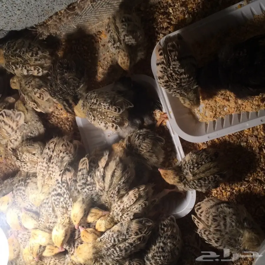 دجاج وسمان للبيع  (image 10)