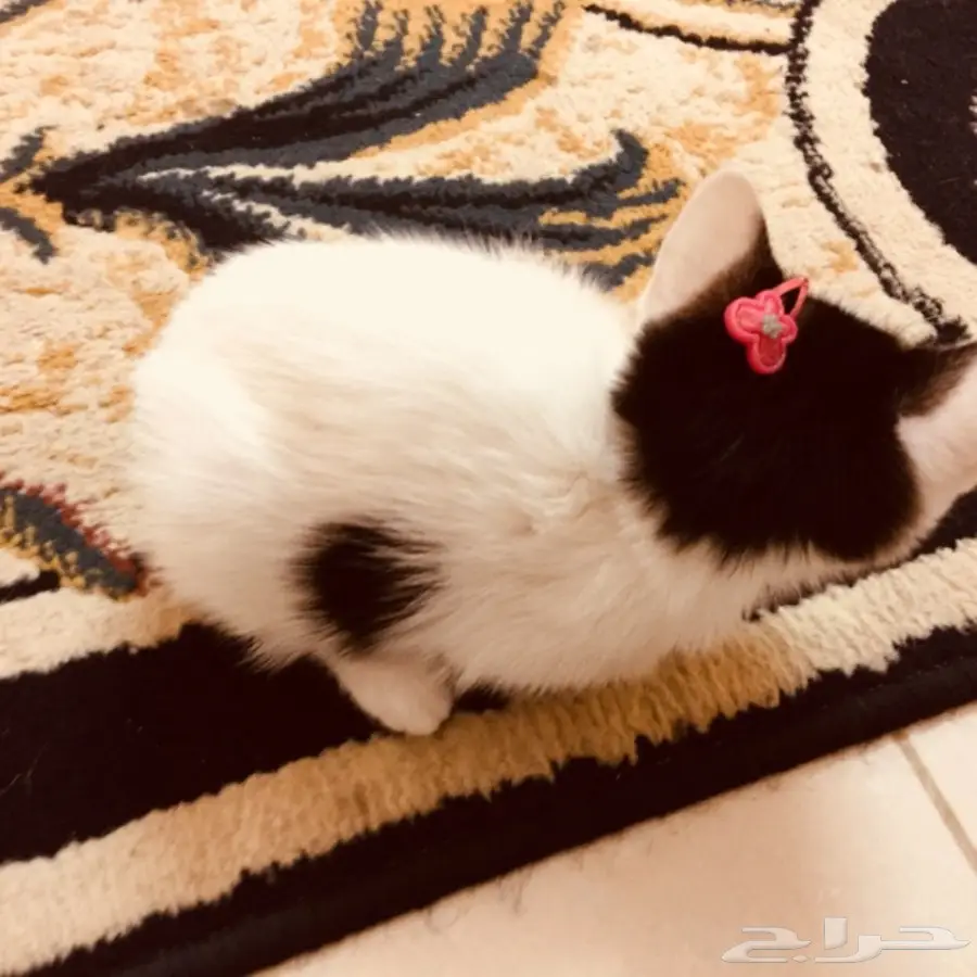 قطة رومي 200 ريال