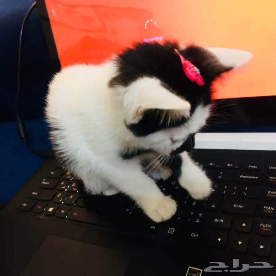 قطة رومي 200 ريال (image 1)