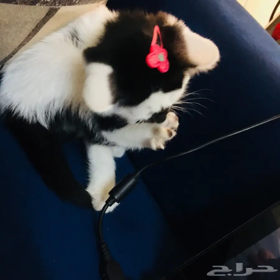 قطة رومي 200 ريال (image 2)
