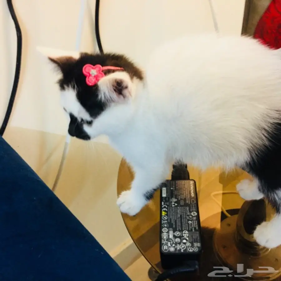 قطة رومي 200 ريال (image 4)