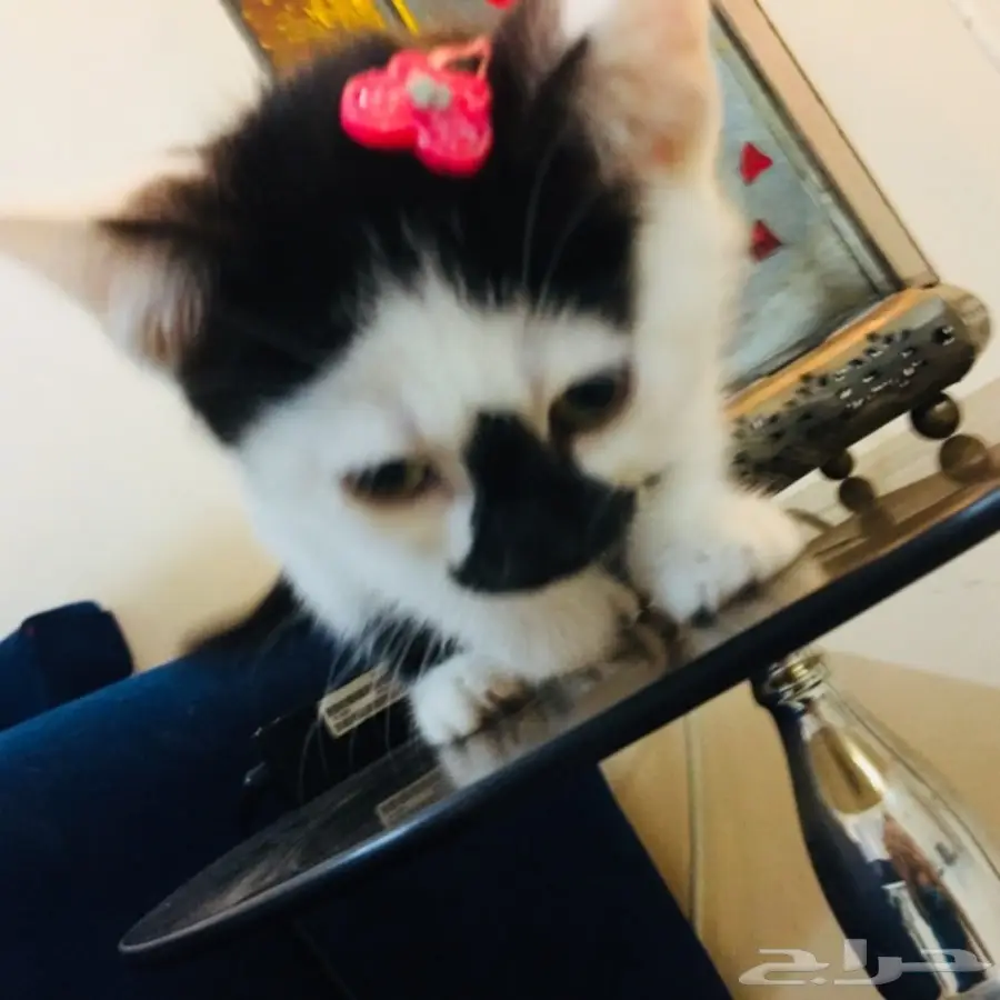 قطة رومي 200 ريال (image 5)
