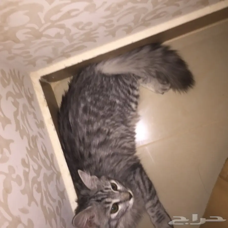 قطه مفقوده  (image 1)