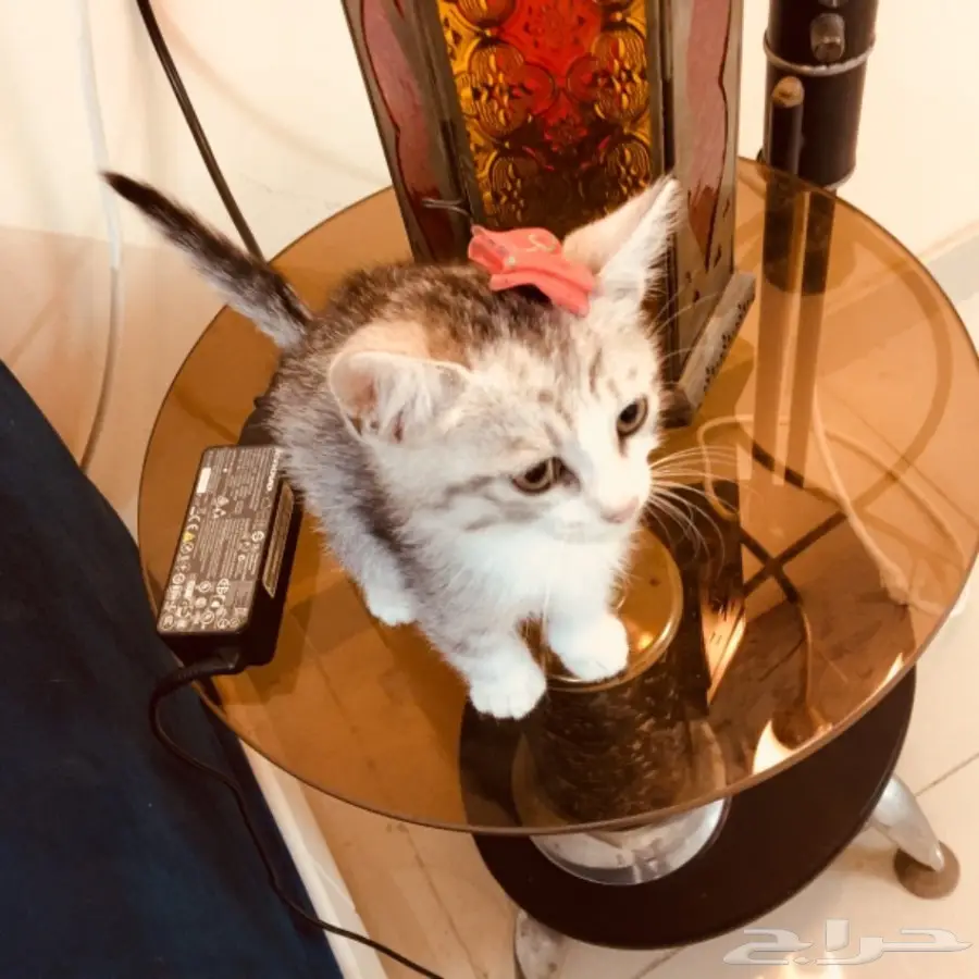 قط للبيع 200 ريال (image 4)