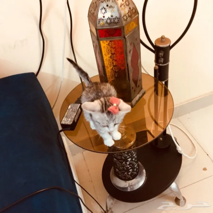 قط للبيع 200 ريال (image 5)