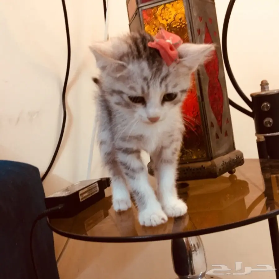 قط للبيع 200 ريال (image 6)