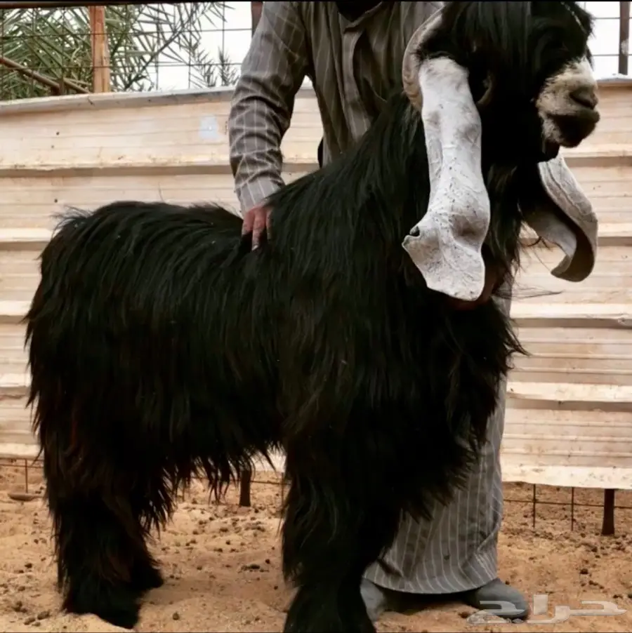 مشروع فحل على رنج