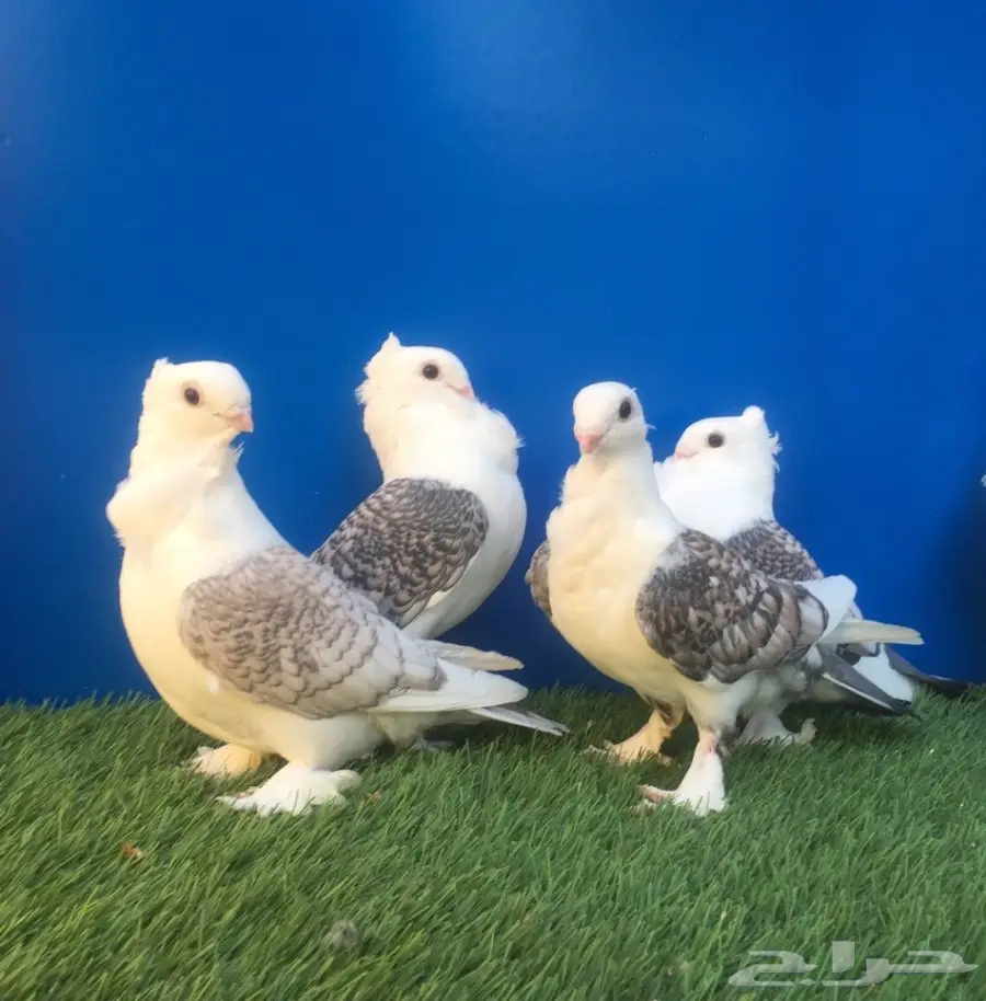 3 طبات حب رمان ( صافي )