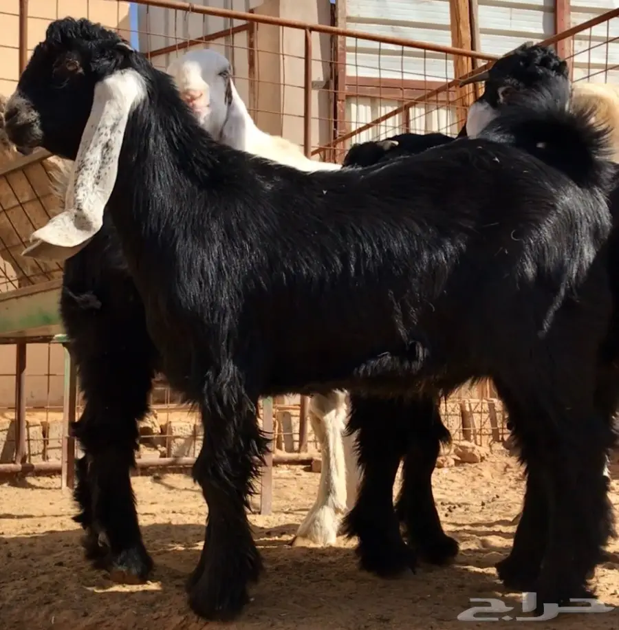 مشروع فحل على رنج (image 4)