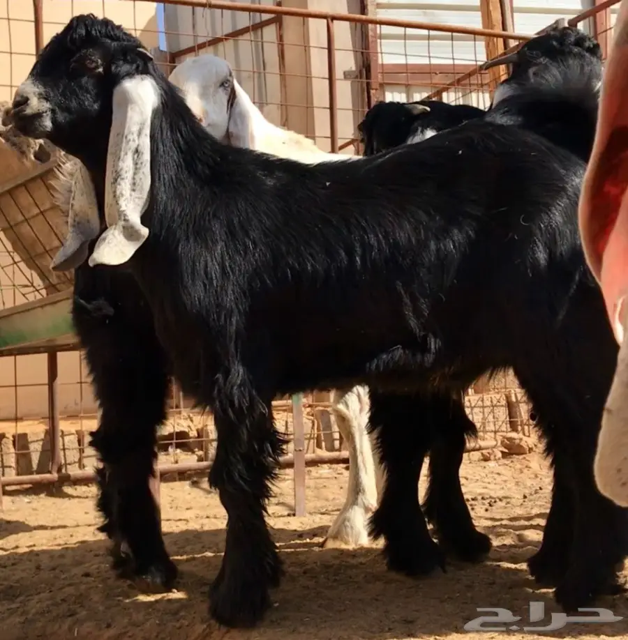 مشروع فحل على رنج (image 2)