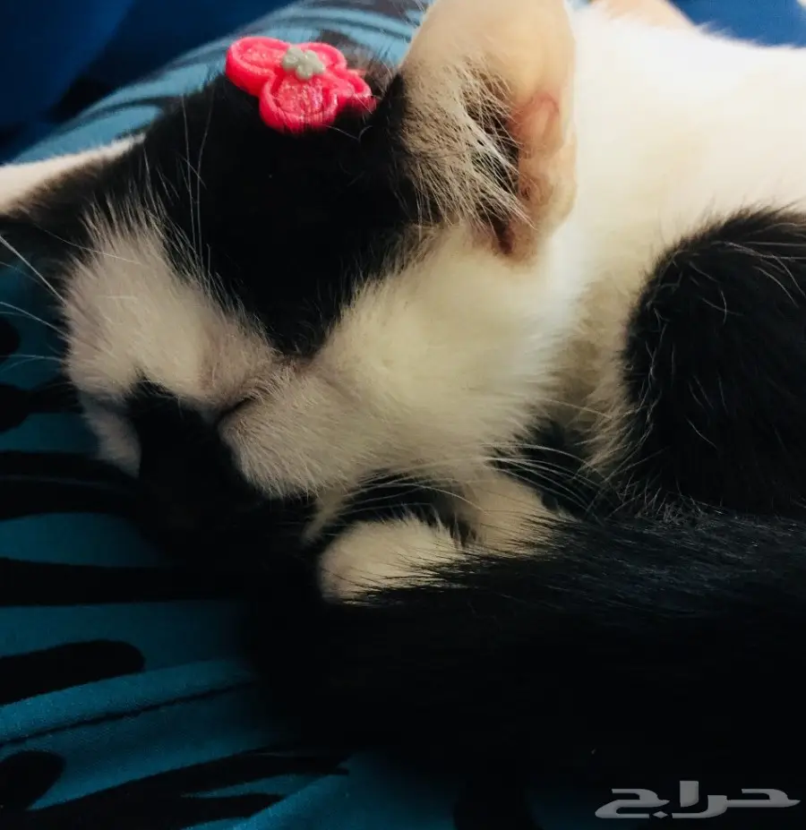 قطة رومي 200 ريال (image 9)