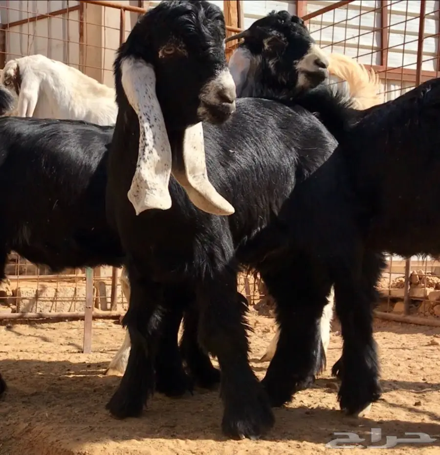 مشروع فحل على رنج (image 6)