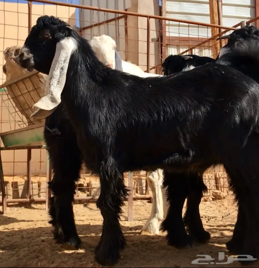 مشروع فحل على رنج (image 3)