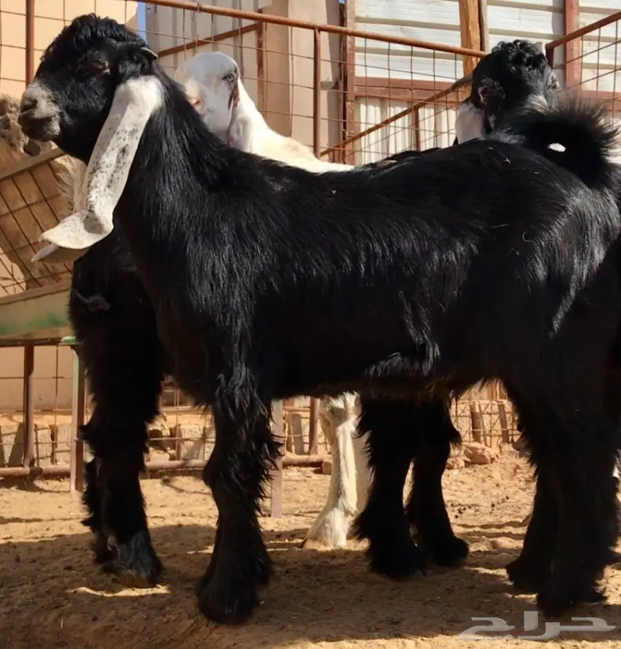 مشروع فحل على رنج (image 5)