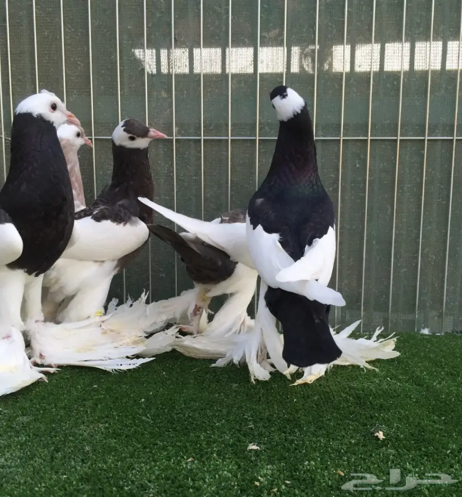 طبات نفاخ مسوبع  (image 1)