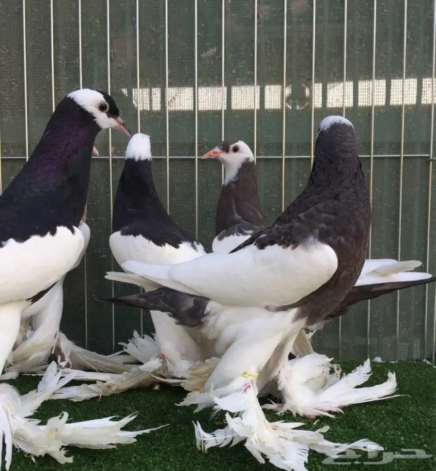 طبات نفاخ مسوبع  (image 2)