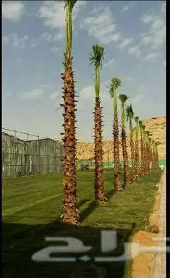 زراعه (image 8)
