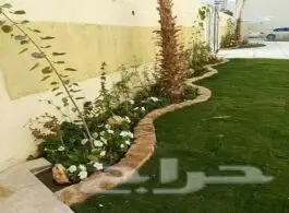 0566408137  مشتل  درة الجزيرة  (image 2)